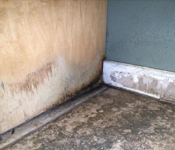Mold growth on wall and cabinet.
