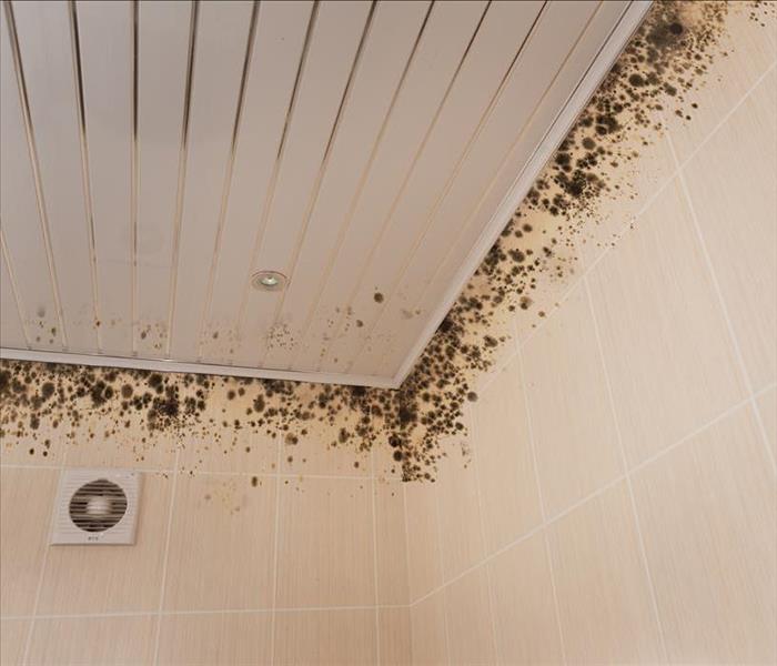 Mold growth on ceiling