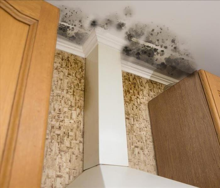 Black mold growth in a home