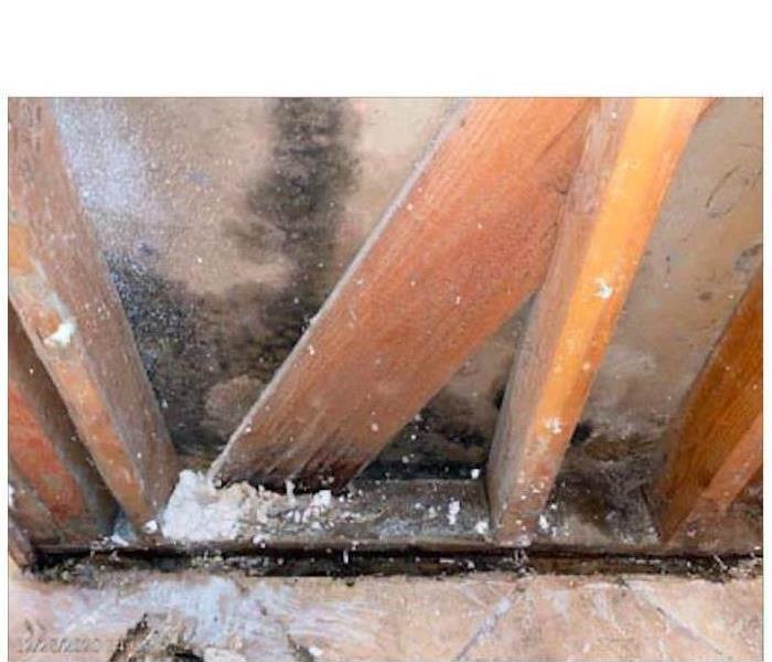drywall and wood structure with mold growth