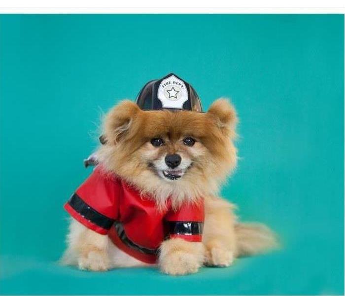 Pomeranian dressed as fire fighter